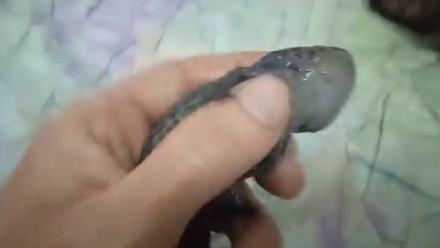 Саламандра наши домашние животные смотреть онлайн