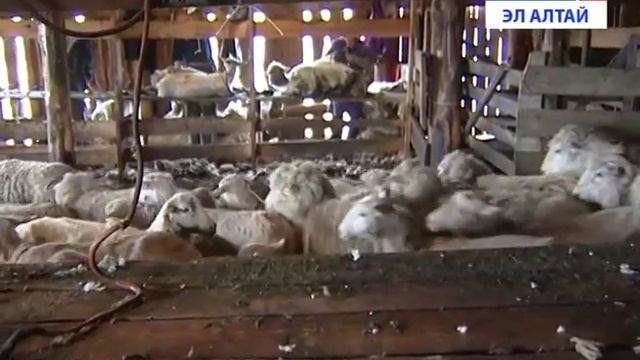 В РА начался сезон стрижки овец смотреть онлайн