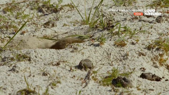 дикие просторы Африки смотреть онлайн