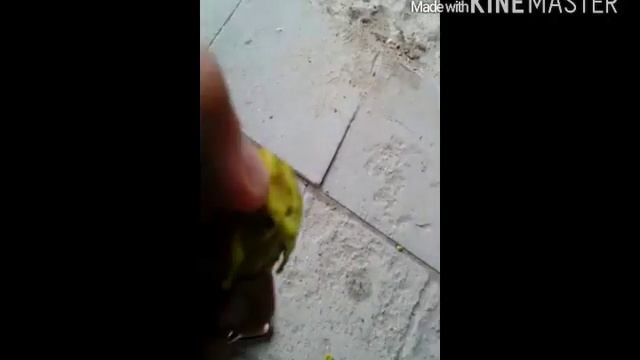 Как растет гредский орех смотреть онлайн
