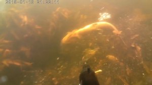 Последствие электроудочки