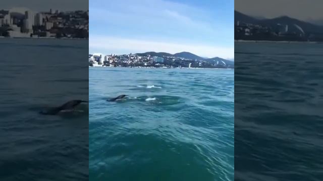 Шоу дельфинов в открытом море для отдыхающих в Сочи смотреть онлайн