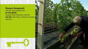 Виноград на Южном Урале  Сорта и рекомендации по подготовке к зиме