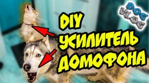 DOGVLOG: DIY УСИЛИТЕЛЬ ДОМОФОНА. Хаски Бандит. Говорящая собака
