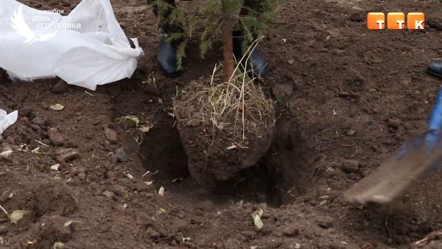Зелёный подарок смотреть онлайн