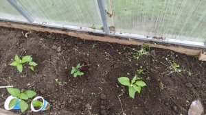 Посадка перца в теплицу
