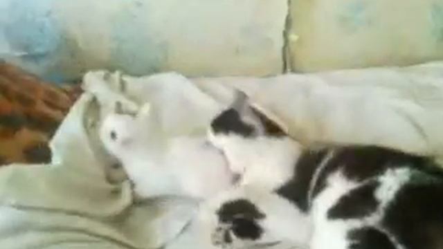 Кошачьи разборки .3gp смотреть онлайн