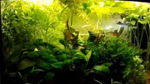 Сколько нужно света в аквариум. Хватит ли столько ватт.