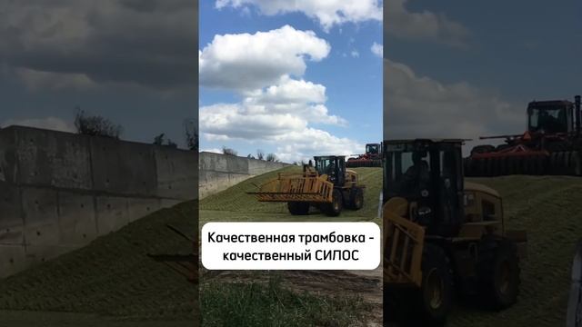 Силос уборка Украина, Полтавская область. гибрид ? МАЧА ? от компании Green Life Seeds