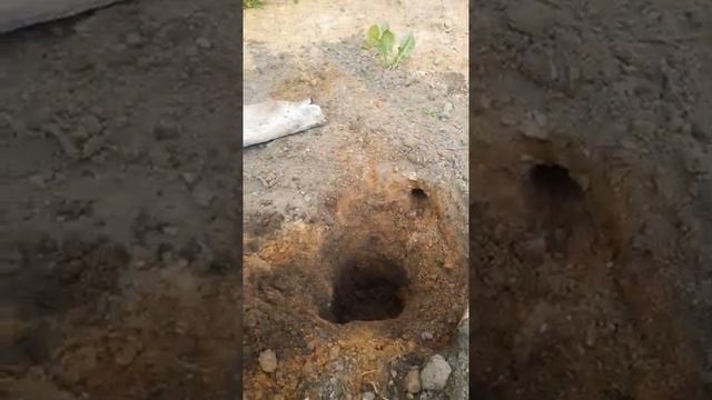 Избавляемся от крота на дачном участке смотреть онлайн