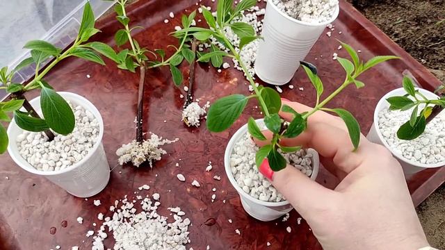 Черенкование гортензии в перлите. Первые результаты! смотреть онлайн