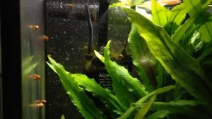 НИТЧАТКА в аквариуме. Как её удалить.