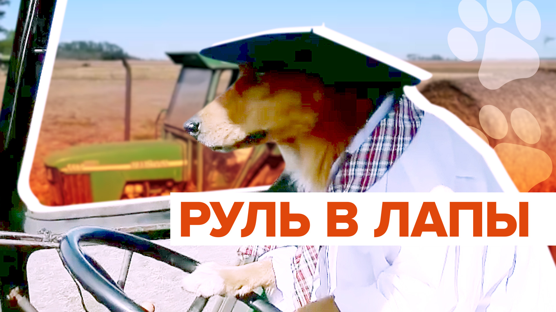 Собака-тракторист из Аргентины набирает миллионы просмотров в интернете смотреть онлайн