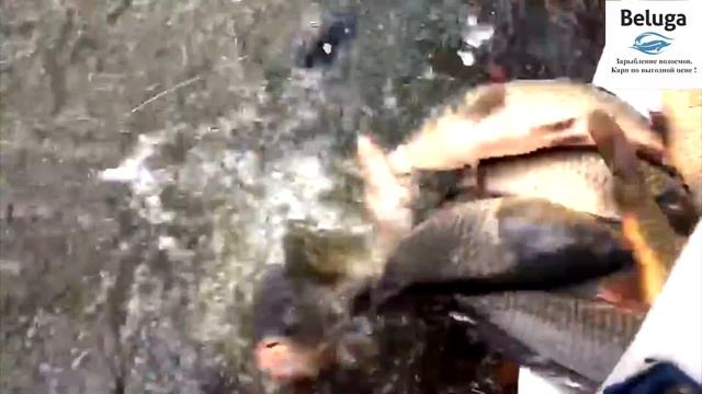 живая рыба 15 04 17.Зарыбление водоема смотреть онлайн