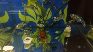 Блю Демпси в аквариуме