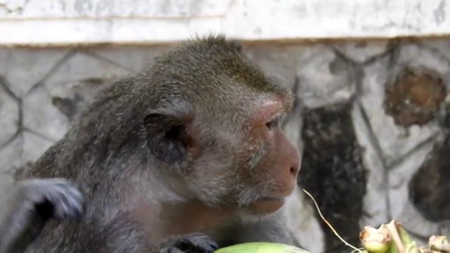 Great! Eye Treatment, Nice Monkey Always Clean Treatment To Other Monkey's Eye.