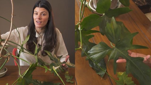 Philodendron sp. 'Golden Dragon' Houseplant Care — 272 of 365 смотреть онлайн