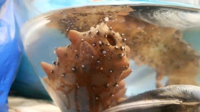 трепанг дышит