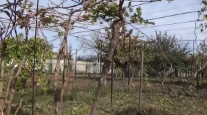 КАК ОБРЕЗАТЬ ВИНОГРАД НА АРКЕ, НАЧИНАЯ С ПЕРВОГО ГОДА РАЗВИТИЯ КУСТА