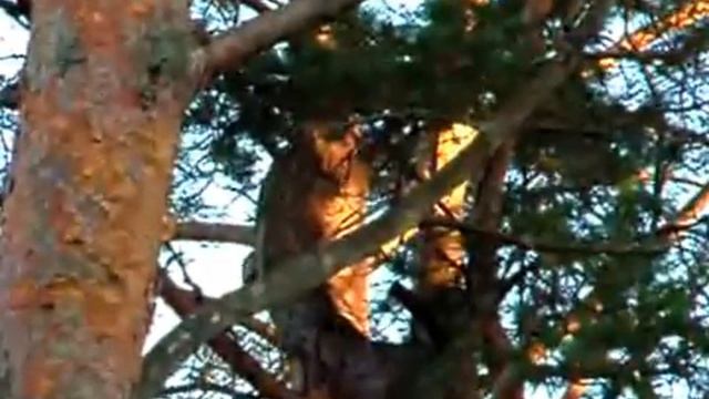 Дятелwoodpecker смотреть онлайн