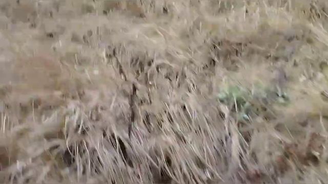 как поймать лису на петлю ? смотреть онлайн