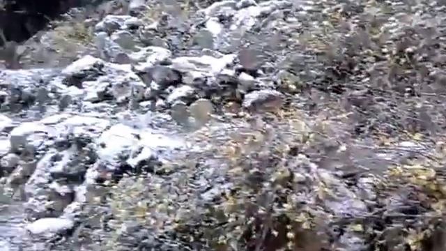 Гурзуф цветы в снегу смотреть онлайн