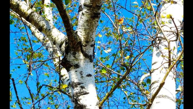 Диктант "Березовый сок" 5 класс, 3 четверть. #диктанты #5_класс #русский_язык #впр #егэ #огэ смотреть онлайн