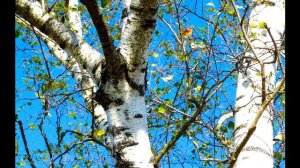 Диктант "Березовый сок" 5 класс, 3 четверть. #диктанты #5_класс #русский_язык #впр #егэ #огэ