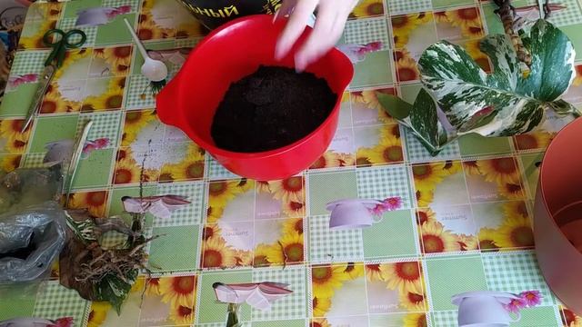 Монстера вариегата (Альба) - новый житель у меня дома. Как я ее пересадила. смотреть онлайн