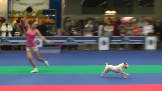 Танцы с собаками. Чемпионат РКФ - 2014. смотреть онлайн