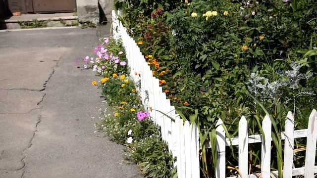 Цветник 10 августа 2020