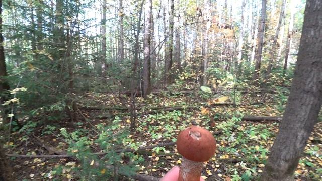 По грибы 22 сент 2022 смотреть онлайн