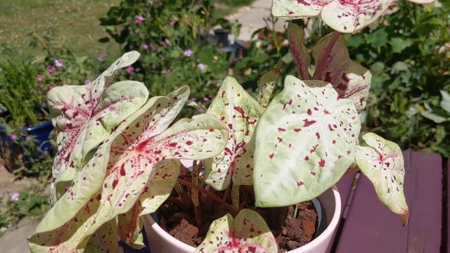 Caladium 'Miss Muffet'