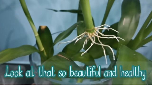 Bamboo Plants Indoor-Dracena Sanderiana - Saving a dying bamboo plants смотреть онлайн