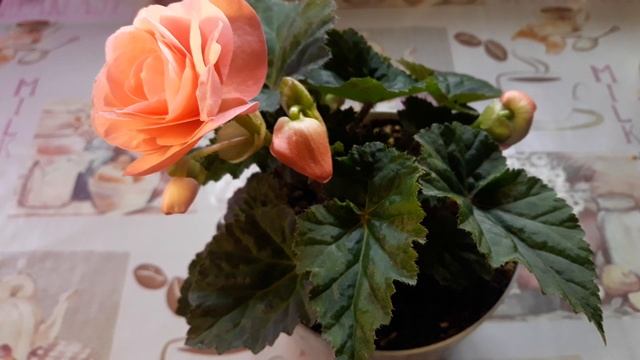 КАК ДОБИТЬСЯ ПЫШНОГО ЦВЕТЕНИЯ БЕГОНИИ? смотреть онлайн