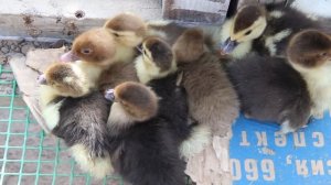 Как вырастить здорового утенка?