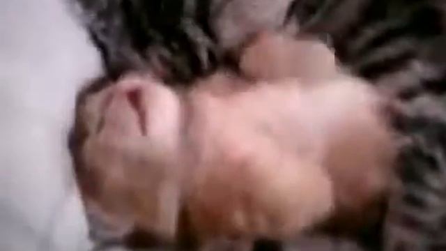 Мама-кошка обнимает котёнка. Mom cat hugs kitten смотреть онлайн