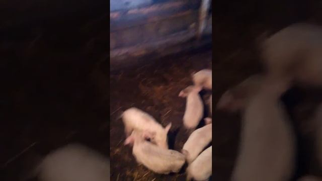 продажа поросят