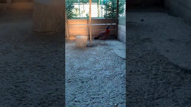 Темминка смотреть онлайн