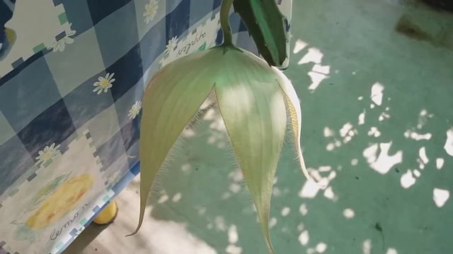 STAPELIA GIGANTEA (Estrella de las moscas) смотреть онлайн