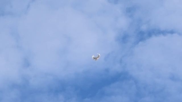 Отбор белых СВГ 1.02.2024 г.