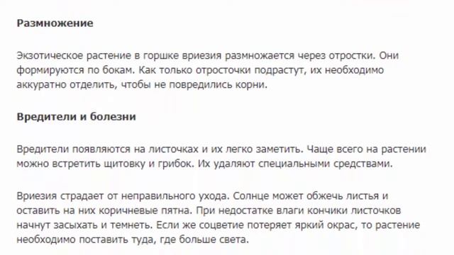 Вриезия Спленриет Красивые растения для дома и сада смотреть онлайн