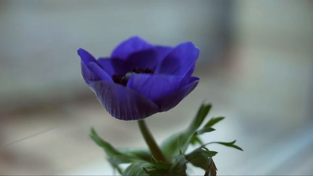 Anemone opening in timelapse смотреть онлайн