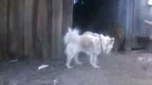 Пёс трахает все что шевелится