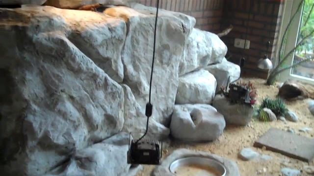 Ouroborus cataphractus syn. Cordylus relocated. смотреть онлайн