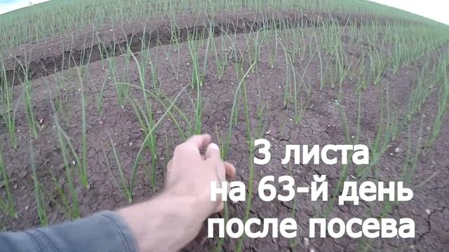 Лук Миссисипи - серия 3. Гербицидная защита. Как разогнать листовую смотреть онлайн