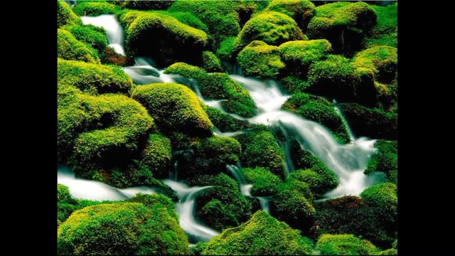 Rami Mesalatie Second Symphony (D Major) Rabia Çıtak Symphony