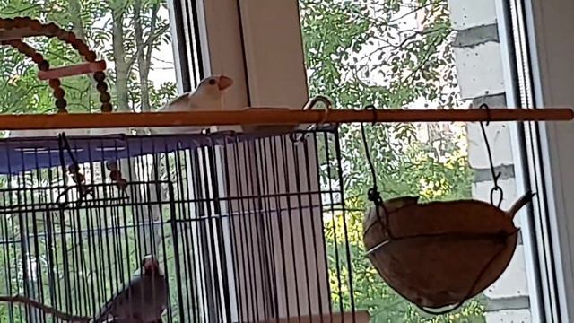 Аиадины Муха и Чижик смотреть онлайн