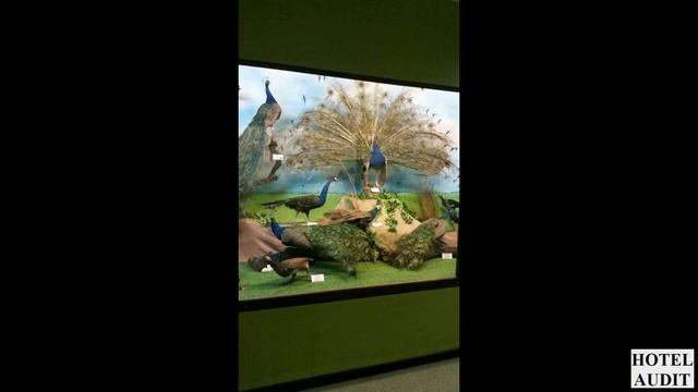 Museo de Ciencias Naturales La Salle Коста Рика Сан Хосе 1 смотреть онлайн