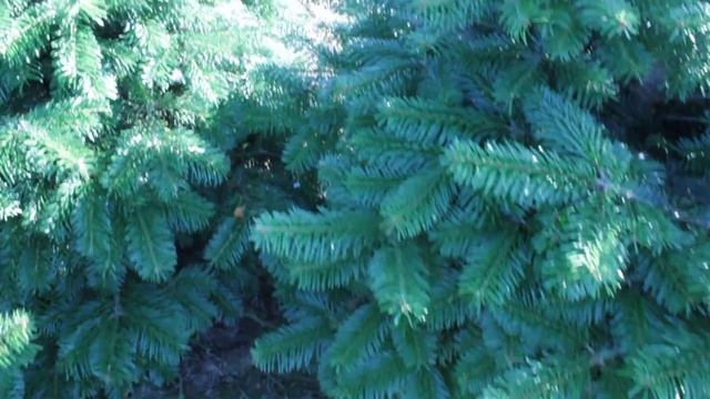 16 374 Пихта Нордмана в горшке 1.20 – 1.40 м. смотреть онлайн